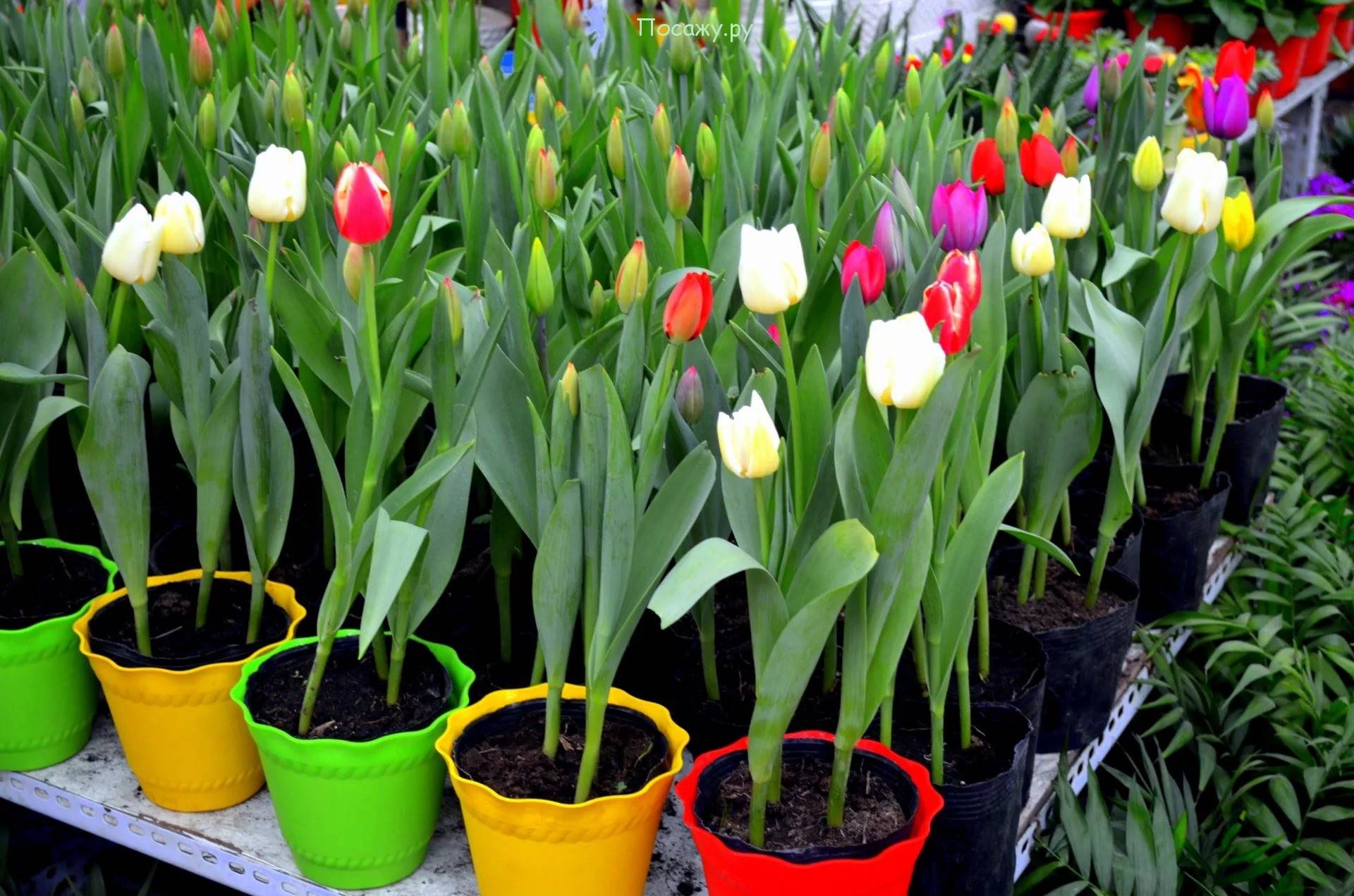Выгонка тюльпанов к 8 марта когда сажать