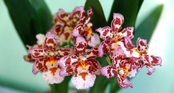 Особенности выращивания орхидеи камбрия в домашних условиях