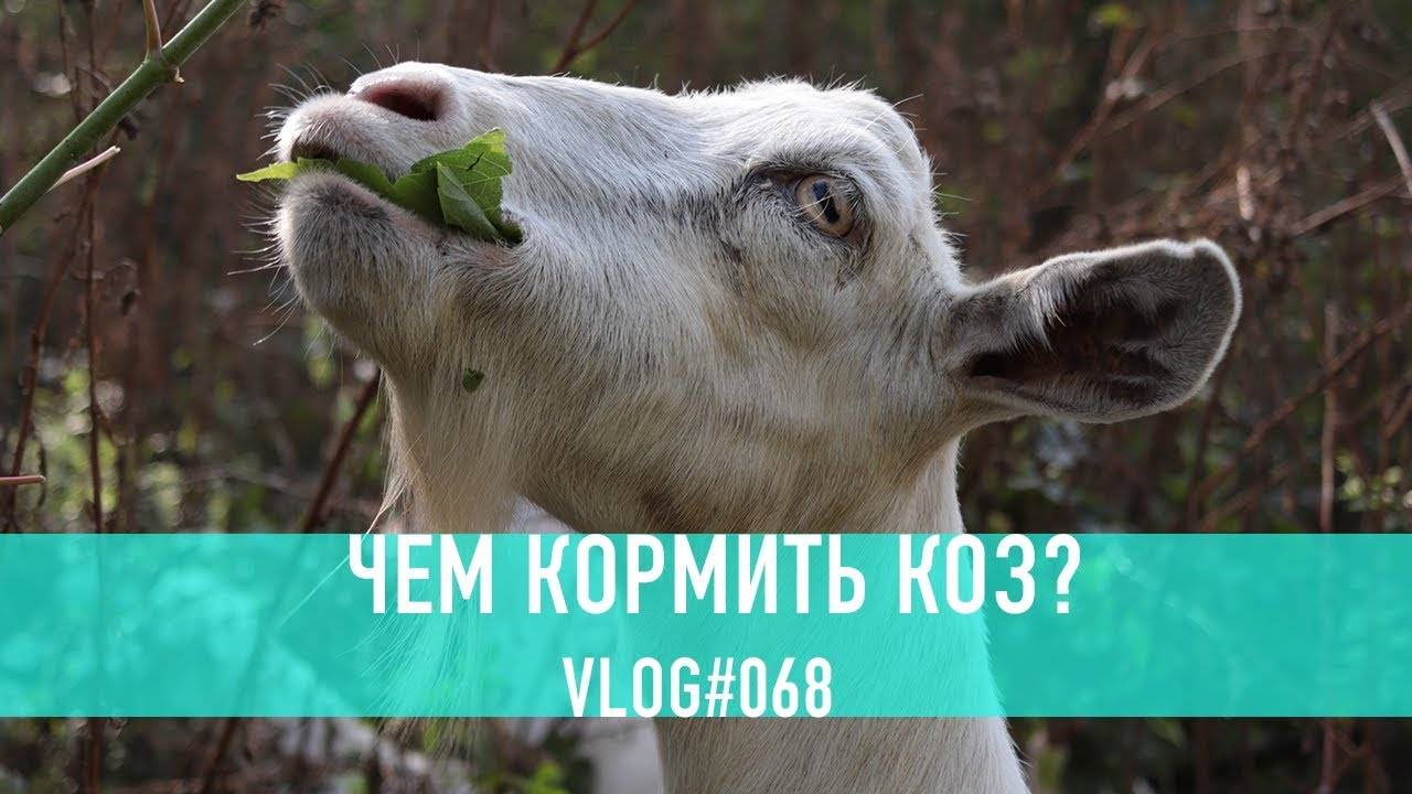 Как организовать кормление козы после козления?