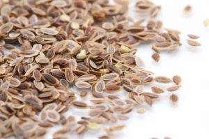Семена укропа — лечебные свойства и противопоказания для организма