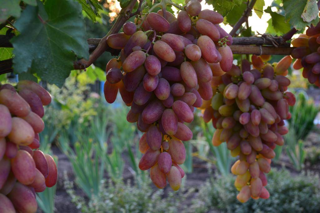 Виноград кишмиш велес: описание, фото и отзывы