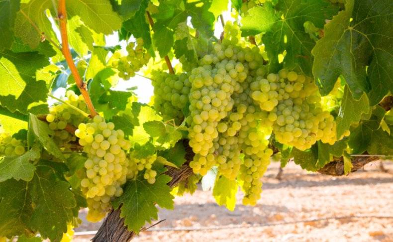 Сорт винограда шардоне и его агротехнические особенности