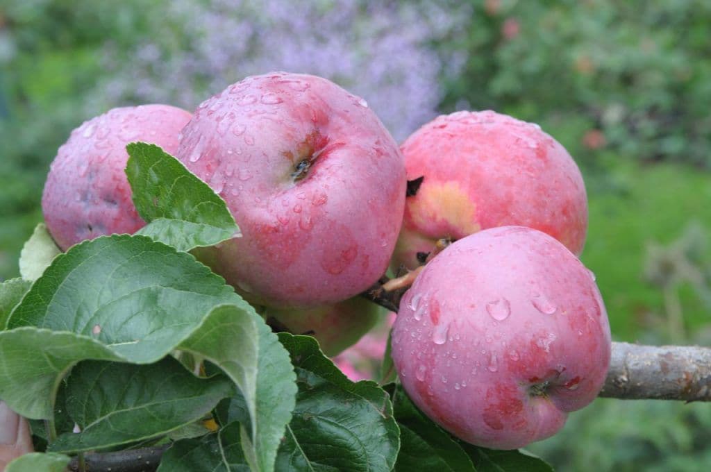 Яблоня орлик: описание сорта, фото, отзывы садоводов