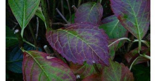 Что делать, если у гортензии желтеют листья: лечение растения