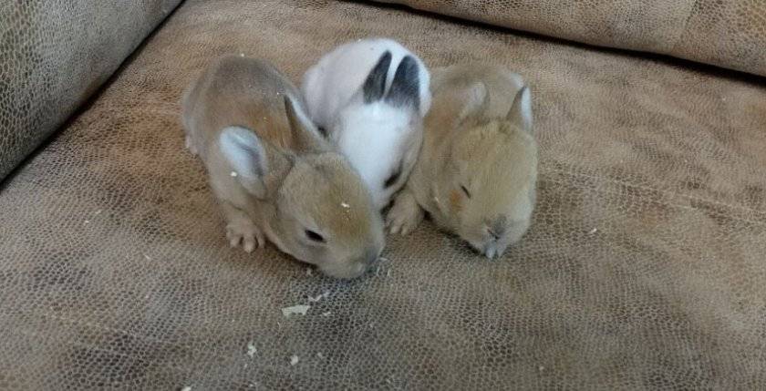 Новорожденные кролики: уход за крольчатами и крольчихой