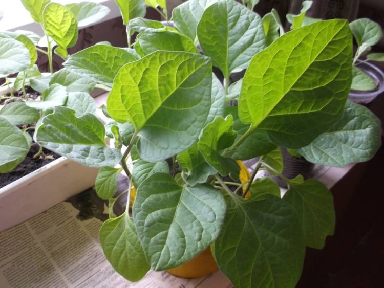 Как вырастить баклажаны в открытом грунте: от рассады до урожая