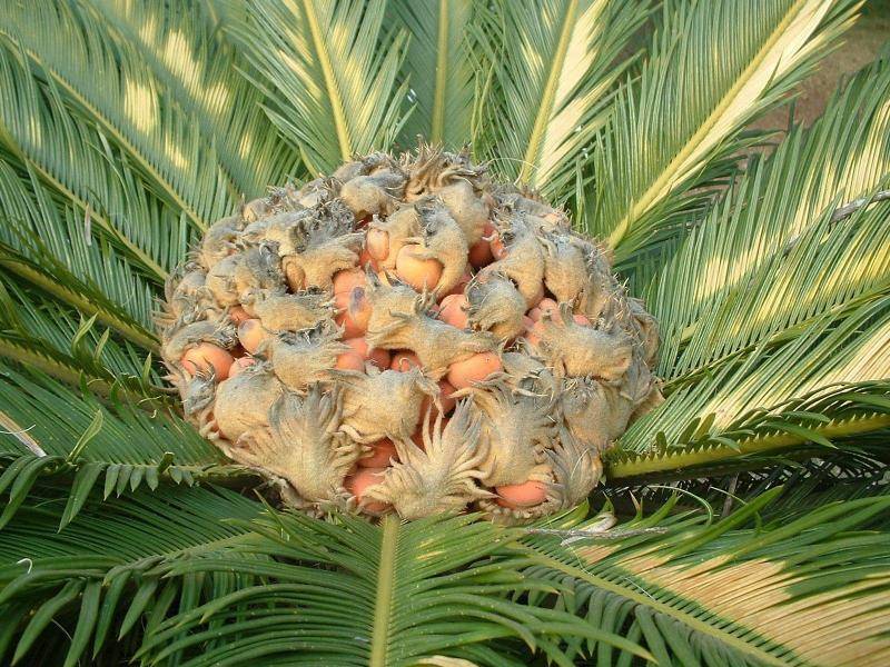 Цветок цикас — как ухаживать за саговой пальмой