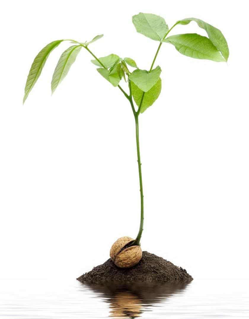 Как посадить саженцы грецкого ореха и какой уход им нужен? пошаговые инструкции