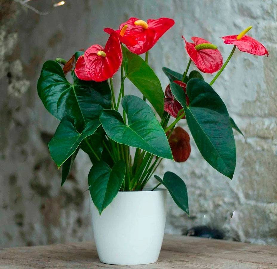 Огненное растение — антуриум: выращивание цветка и уход в домашних условиях