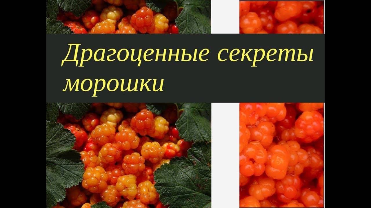 Чашелистики морошки от кашля. морошка – полезные свойства и противопоказания царской ягоды