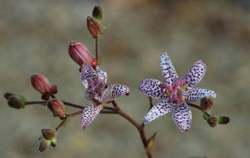 Различные садовые орхидеи: описание и уход в домашних условиях