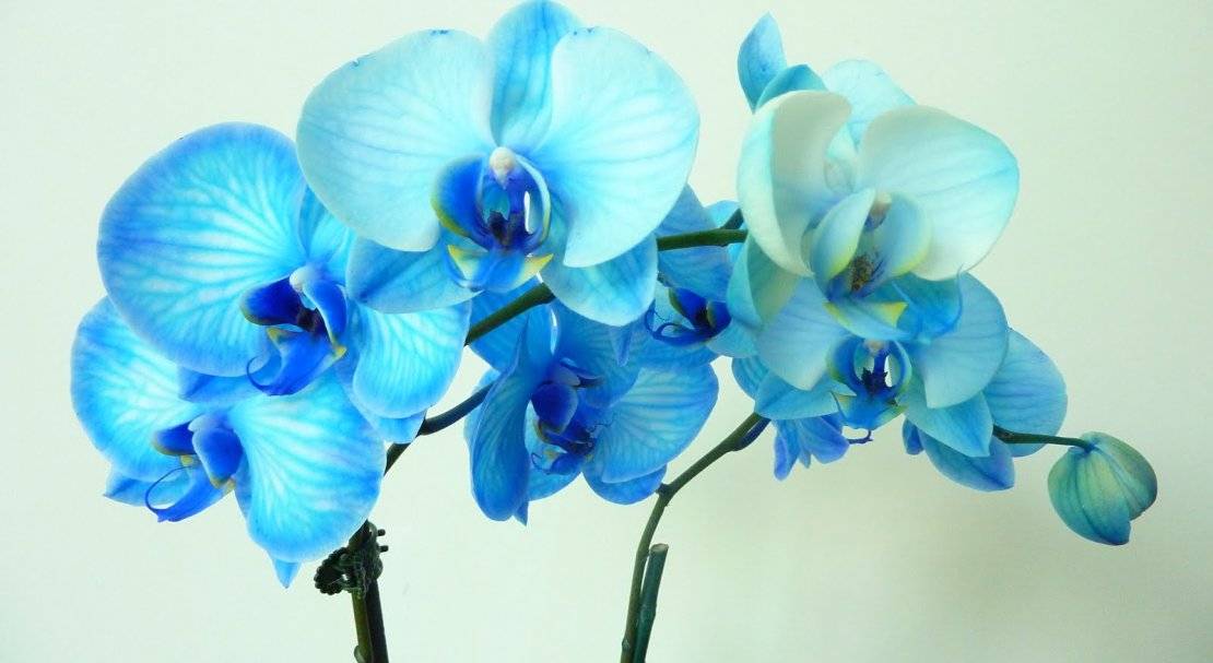 Болезни орхидей и их лечение