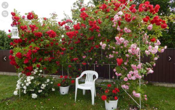 Поэтапный уход за розами весной на даче