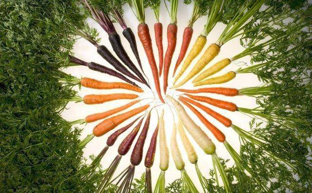 Морковь, какого цвета была раньше. до 19 века морковь была фиолетовой!