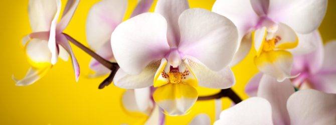 Янтарная кислота для орхидей: примеры развода и применения