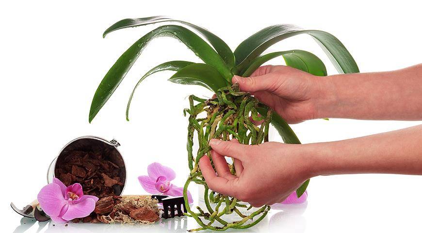 Чем полезна янтарная кислота при выращивании орхидей и как правильно ее применять?