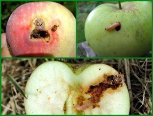 Узнайте почему трескаются и гниют яблоки на яблоне
