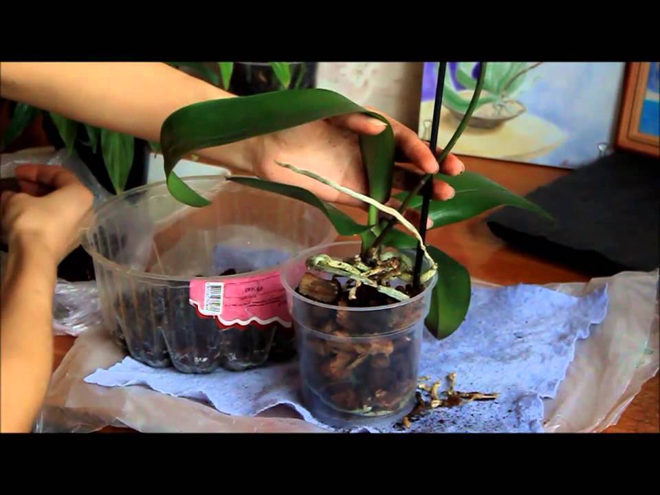 Когда все способы хороши: можно ли при пересадке орхидеи обрезать корни и как это делать правильно?