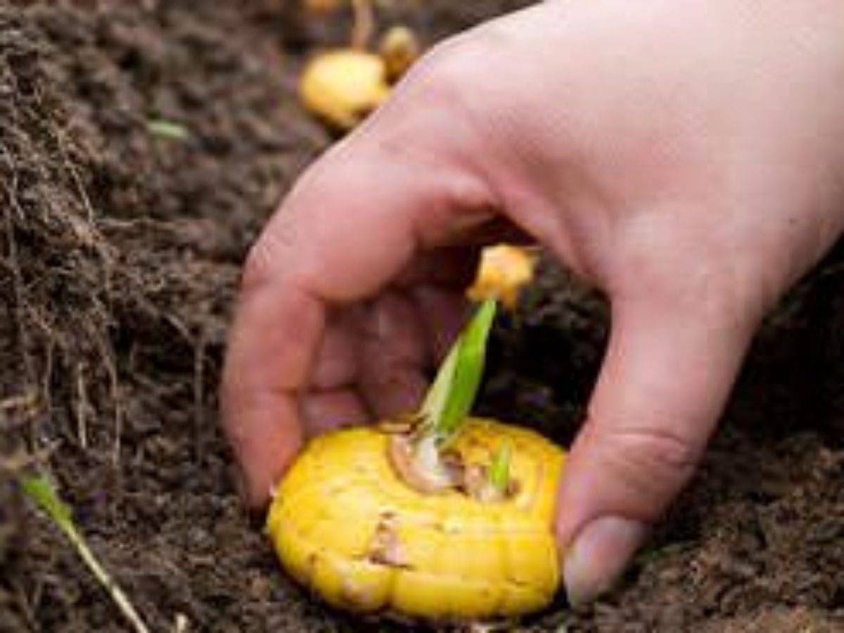 Весенняя посадка гладиолусов в открытый грунт: сроки высадки луковиц, основы ухода и выращивания