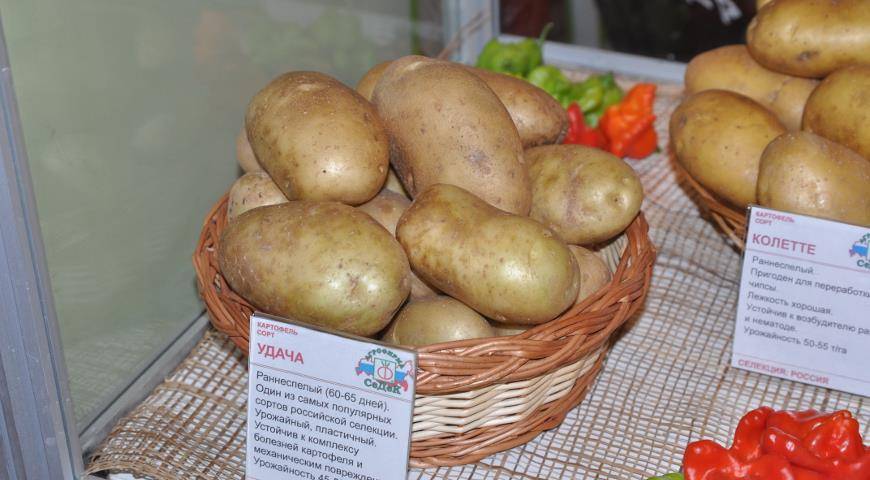 Фото и описание сортов картофеля