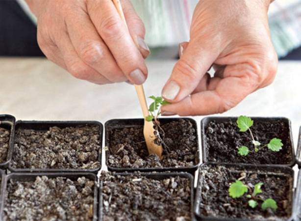 Выращивание земляники из семян: основные этапы и правила ухода