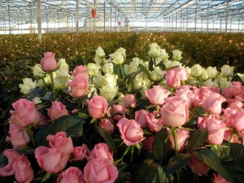 Как правильно организовать бизнес по выращиванию роз в теплице на продажу