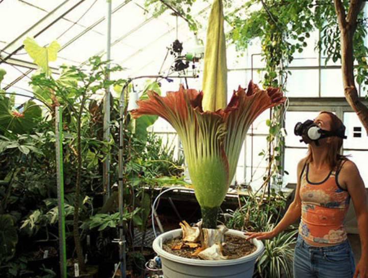 Все что нужно знать о выращивании и уходе экзотического растения аморфофаллус