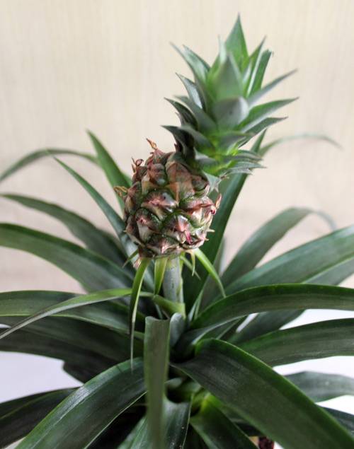 Как вырастить ананас из верхушки в домашних условиях: пошаговая инструкция