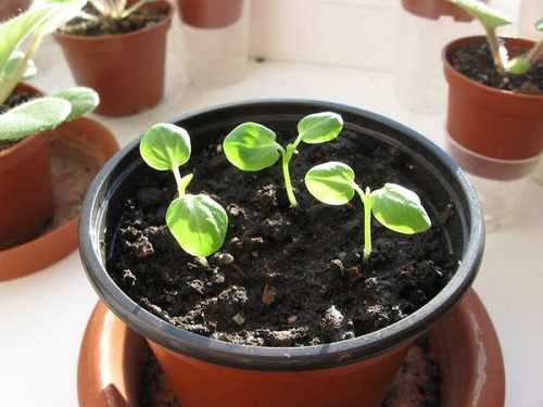 Гибискус садовый: выращивание и размножение