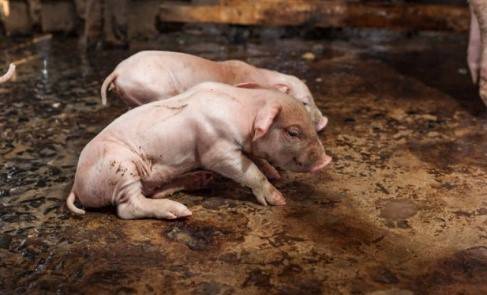 Болезнь свиней рожа опасна не только для животных