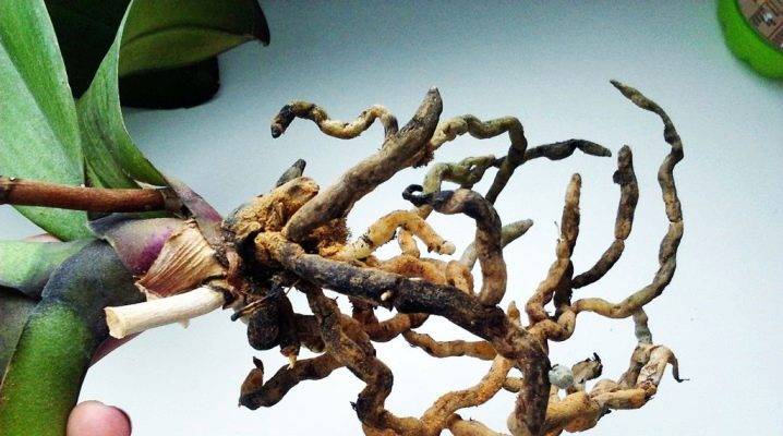 Есть ли возможность реанимировать орхидею, если сгнили корни?