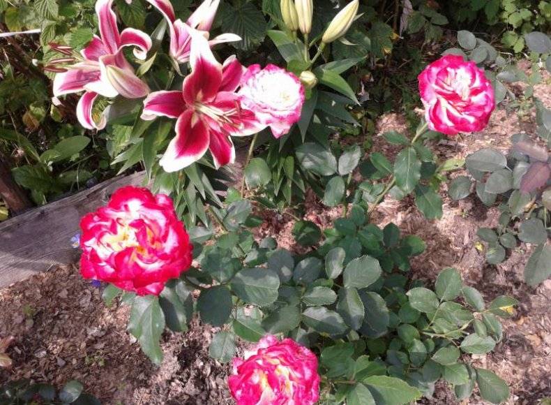 Чайно-гибридные розы: что это такое и отличаются ли от флорибунда, нюансы посадки и ухода, а также названия, описания и фото гранд шато, дабл делайт и других сортов