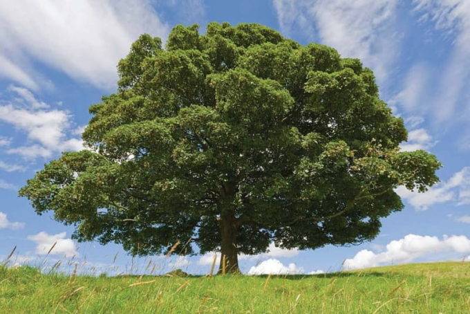 Бук дерево: особенности, применение, свойства