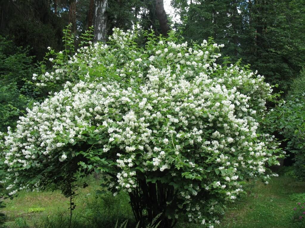Очаровательный садовый жасмин — чубушник махровый