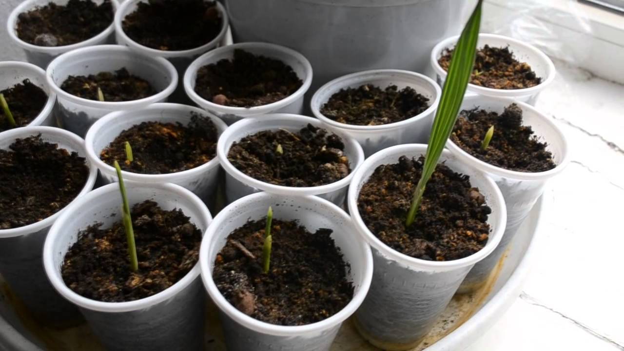 Финик из косточки – как посадить и прорастить финиковую пальму в домашних условиях (инструкция + фото)