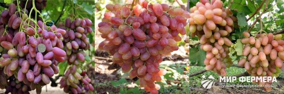 Виноград преображение: описание сорта, выращивание