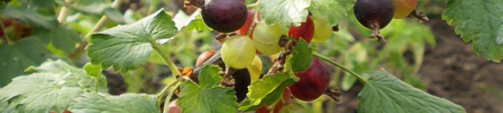 Полезные свойства и применение ягоды йошта
