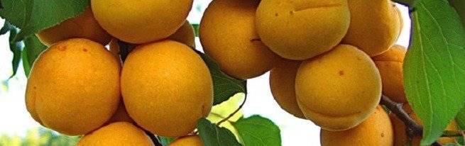 Почему не плодоносит абрикос — что делать
