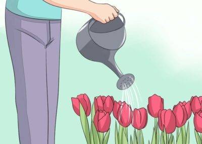 Когда пересаживать тюльпаны
