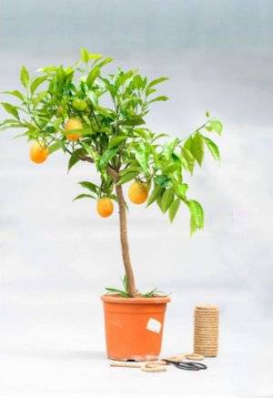 Как самостоятельно вырастить из косточки апельсиновое дерево