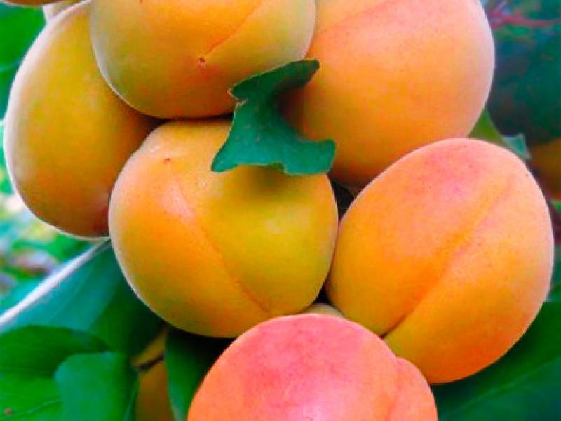 Правила посадки и выращивания колоновидных абрикосов