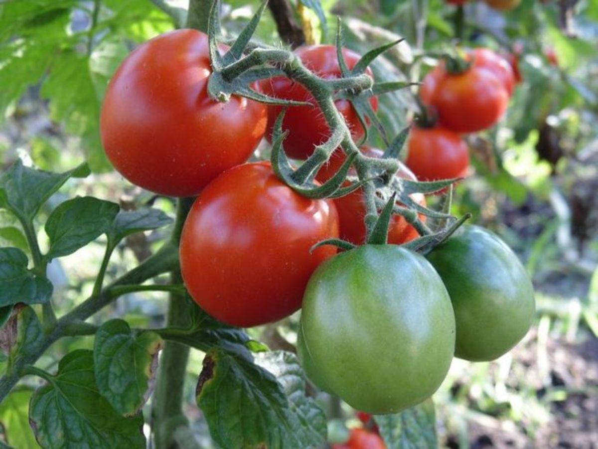 Фосфорно калийные удобрения для томатов