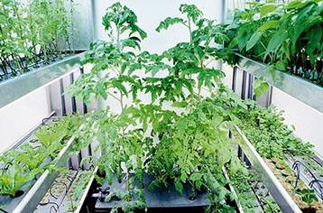 Как вырастить шпинат дома на подоконнике?