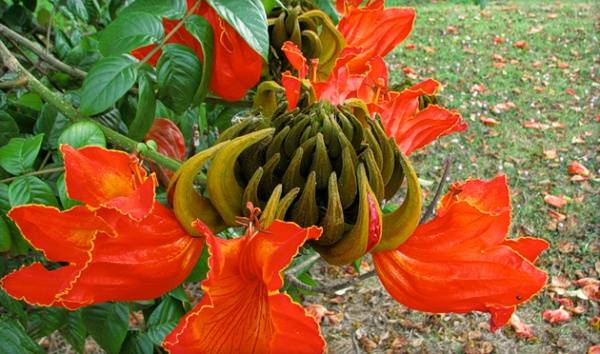 Тюльпановое дерево: посадка и уход