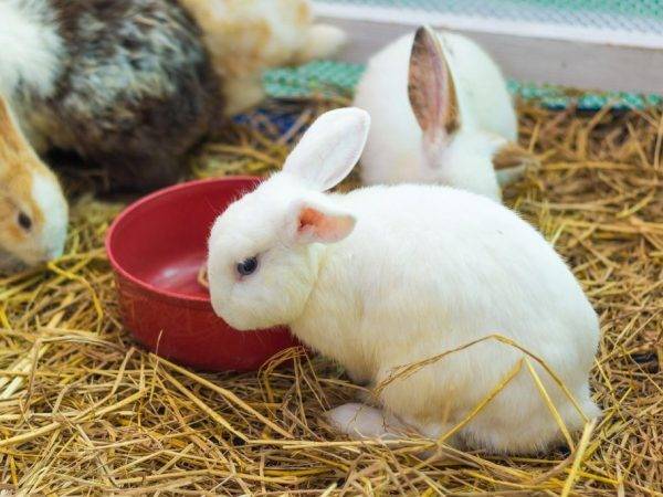 Выращивание новорожденных крольчат в домашних условиях