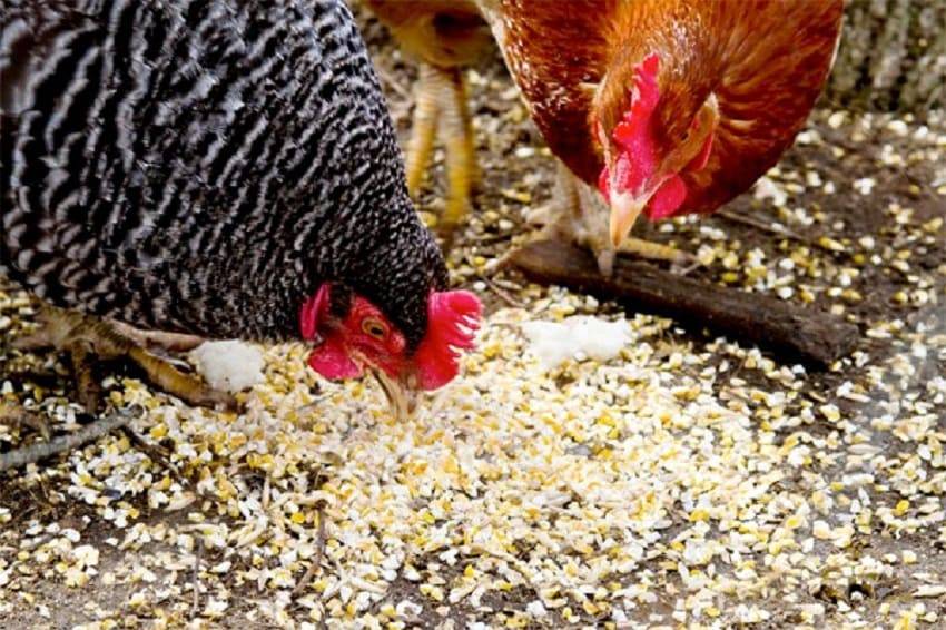 Суточное питание курицы несушки: нормы и подробный рацион на 1 день