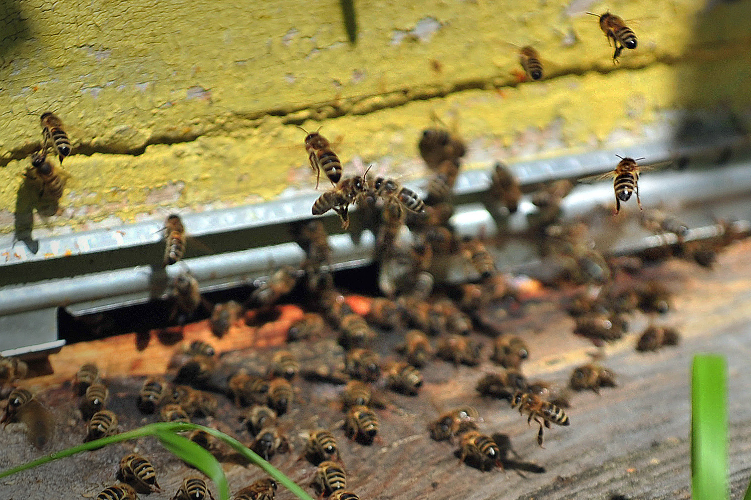 Как сделать павильон для пчёл своими руками?