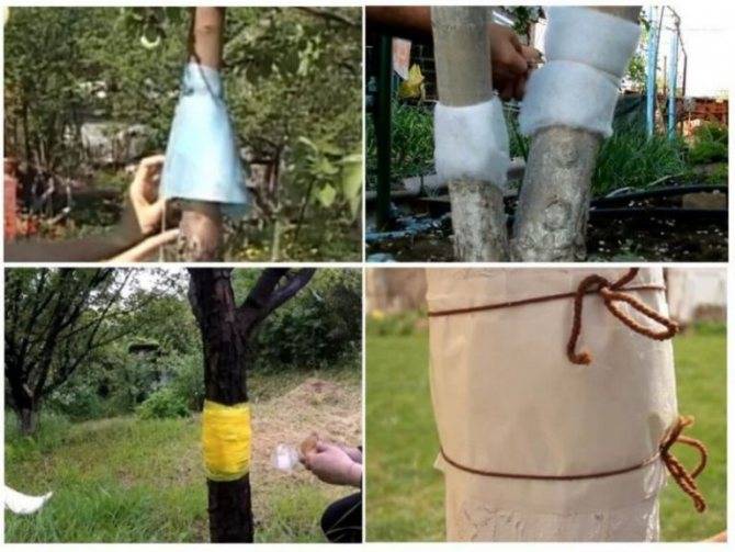 Ловчий пояс для деревьев своими руками — лучшая защита от садовых вредителей