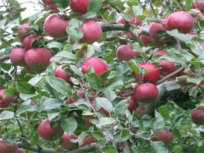 5 причин, почему не плодоносит яблоня