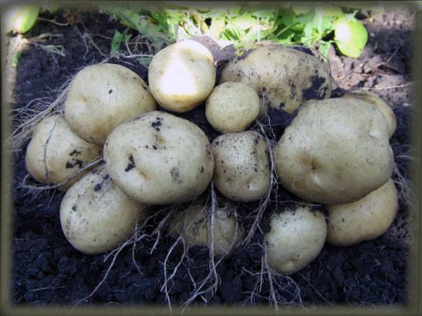 Благоприятные дни для высадки картофеля в 2020 году